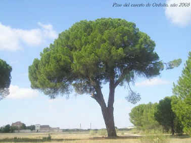 Pino del casero de Ordoo (ao 2005)