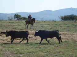EXCURSION VITORINOS 07 013.jpg (146257 bytes)
