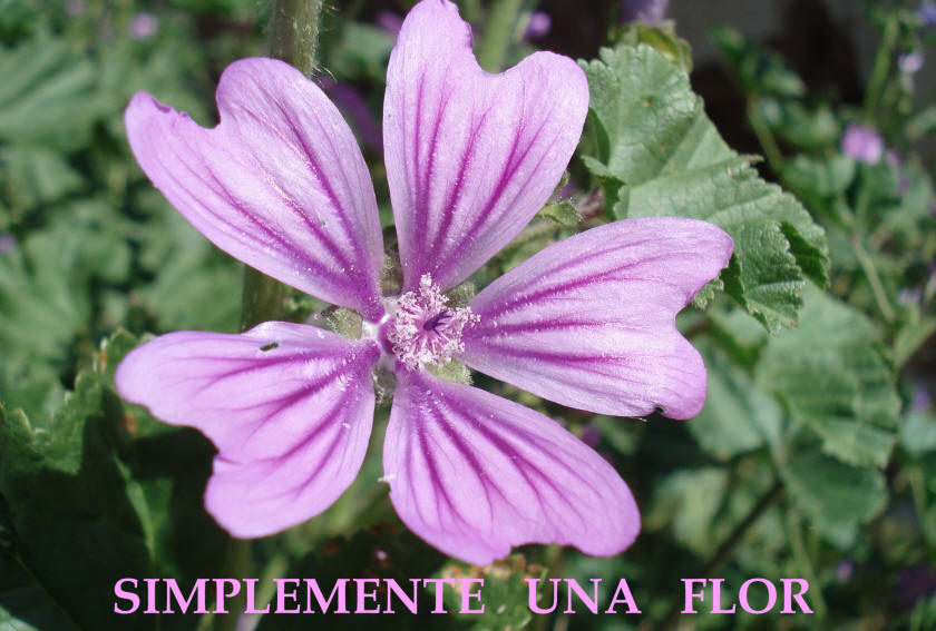 BIENVENIDOS A VALLELADO