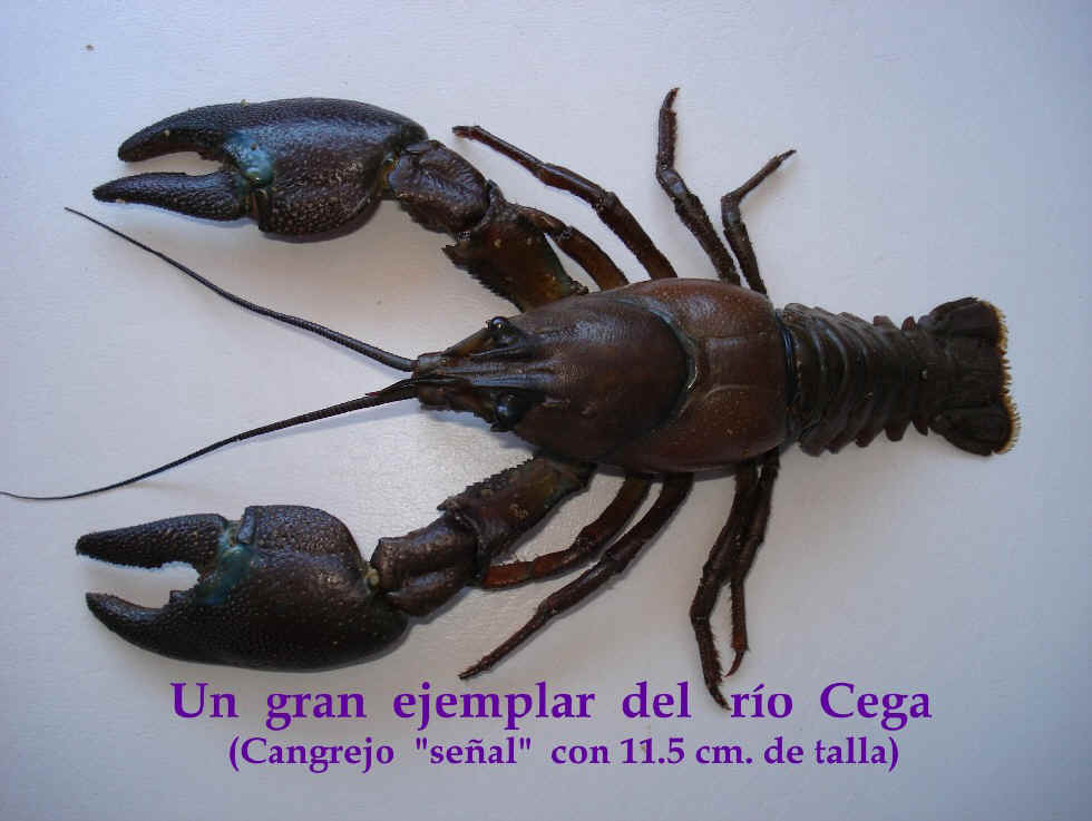 Bienvenidos a Vallelado