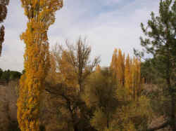 Otono junto al Cega 09 (15).jpg (91250 bytes)