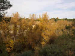 Otono junto al Cega 09 (19).jpg (85037 bytes)