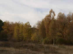 Otono junto al Cega 09.jpg (68982 bytes)