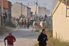 Encierro domingo 09 Roberto Pascual (11).JPG (111783 bytes)