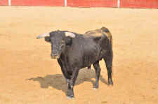Encierro domingo 09 Roberto Pascual (36).JPG (101029 bytes)