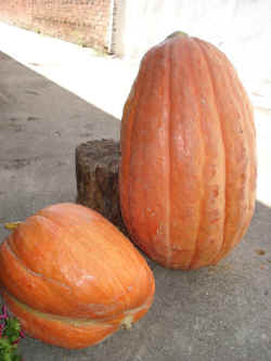 Calabaza gigante (2).jpg (167086 bytes)