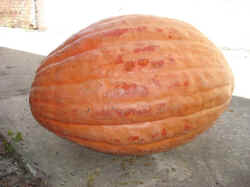 Calabaza gigante 