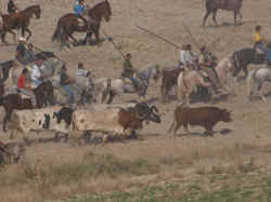 Encierros 2011 (25).jpg (88670 bytes)