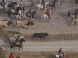 Encierros 2011 (33).jpg (78097 bytes)