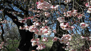 EMPIEZAN A FLORECER LOS ALMENDROS