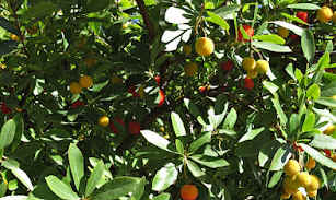 EL MADROO, UN CURIOSO ARBUSTO CON UNOS FRUTOS ROJOS MUY LLAMATIVOS