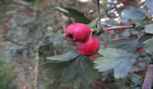 El FRUTO ROJO DEL MAJUELO, EN OTOO