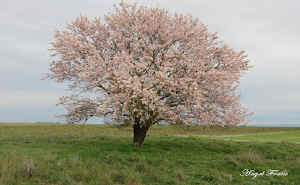 LA FLOR DEL ALMENDRO NOS ANUNCIA QUE EST CERCA LA PRIMAVERA