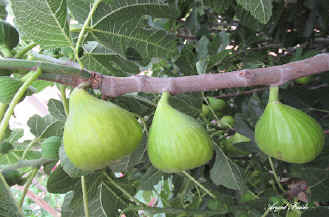 ESTAMOS EN JULIO, CUANDO MADURAN LAS RICAS BREVAS